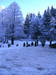 Городской водопой
